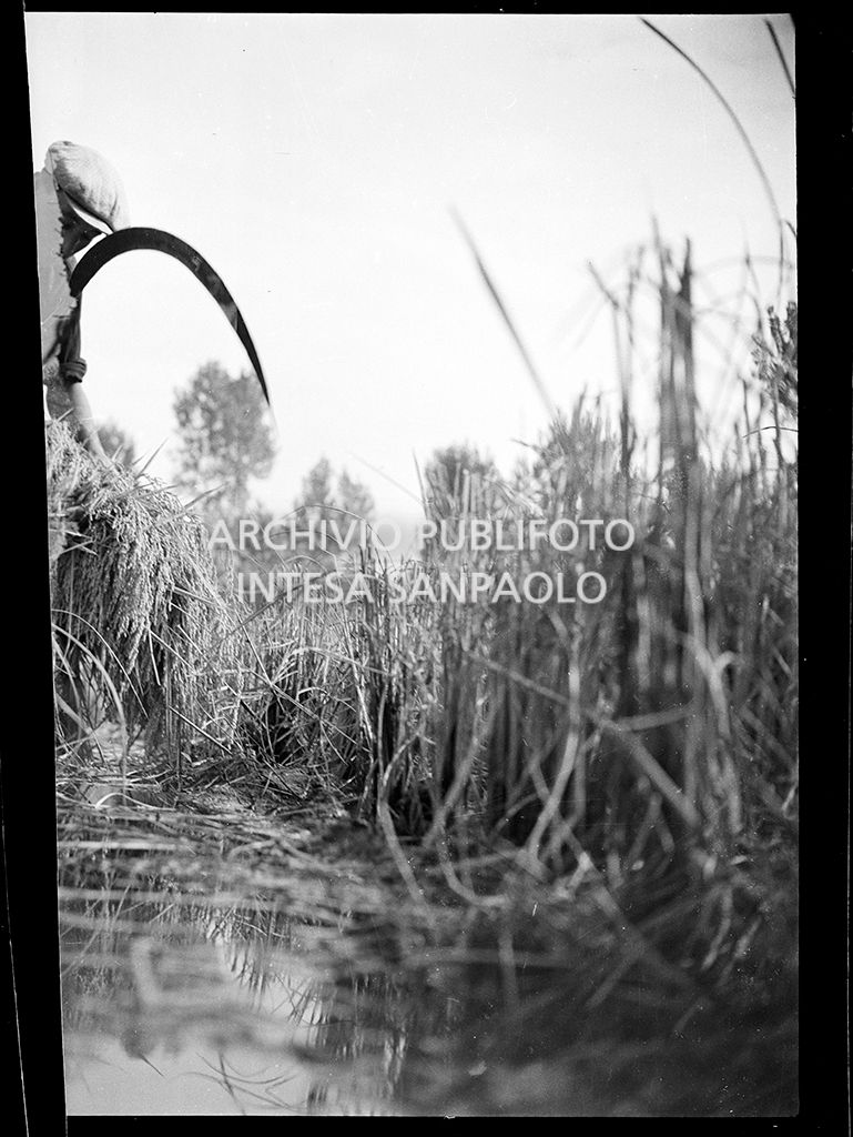 Lavoro in risaia<br>4551