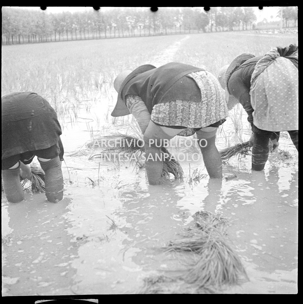 Mondine al lavoro in risaia<br>4553