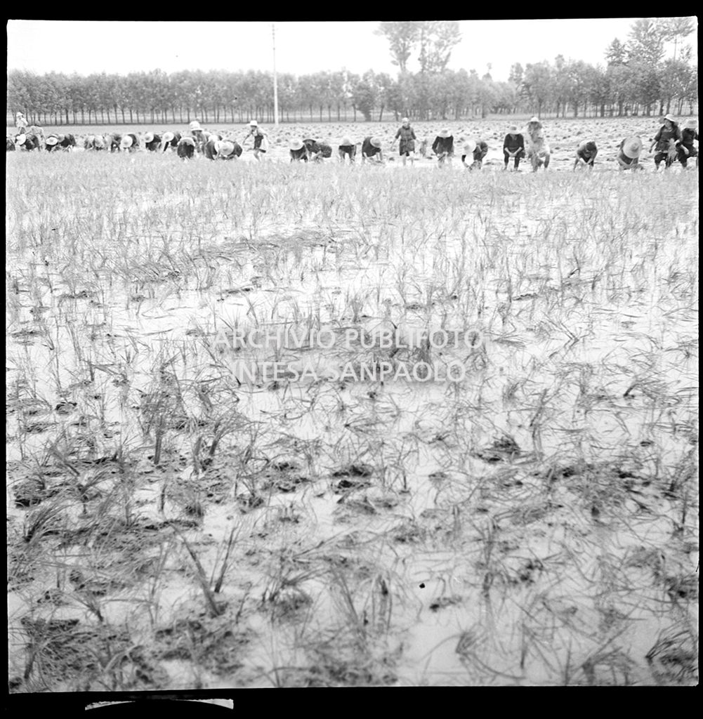 Mondine al lavoro in risaia<br>4554