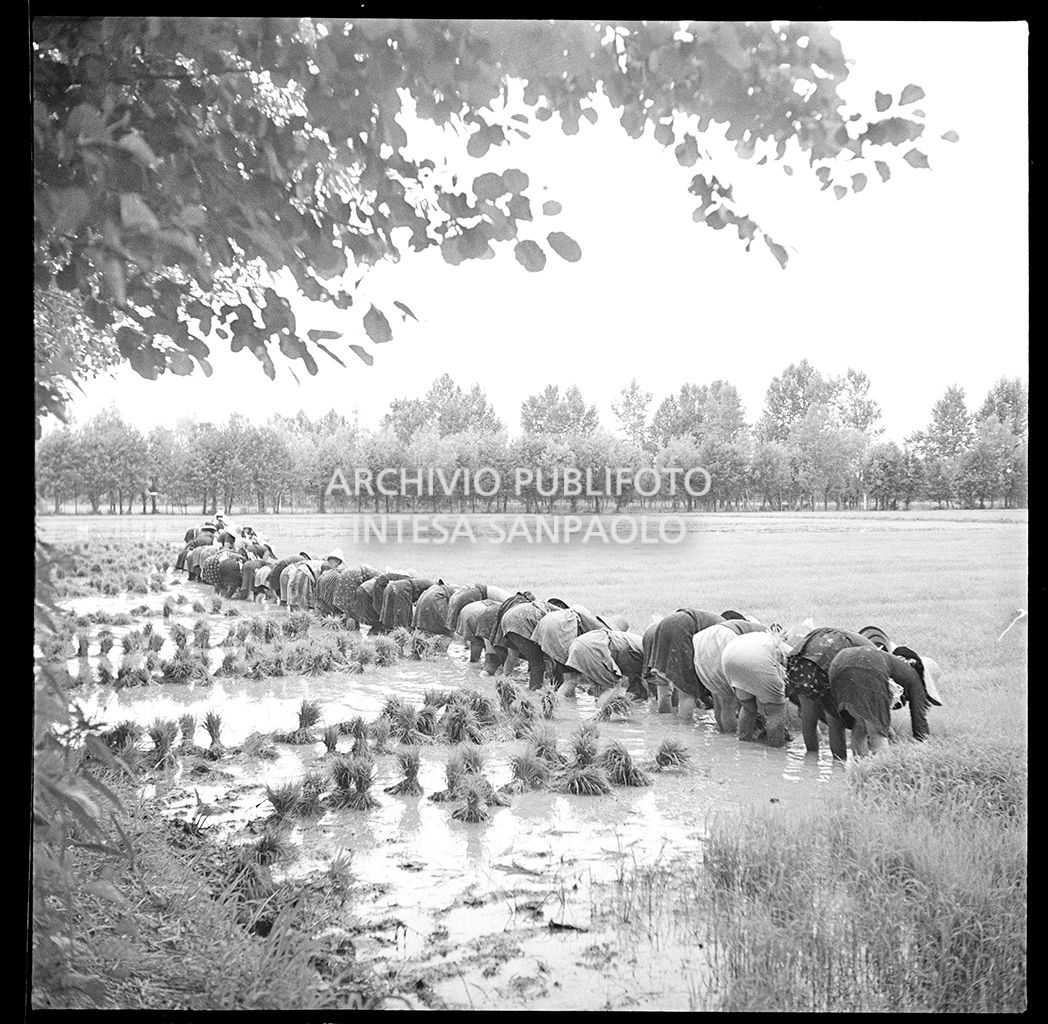 Mondine al lavoro in risaia<br>4555
