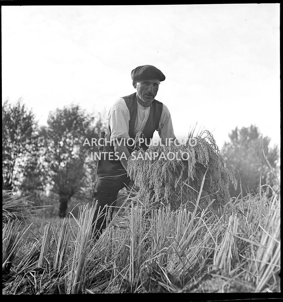 Lavoro in risaia<br>4559