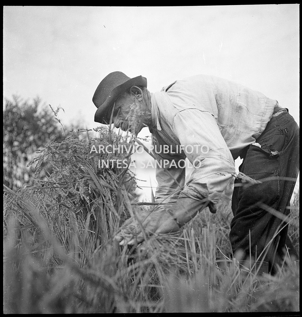 Lavoro in risaia<br>4561