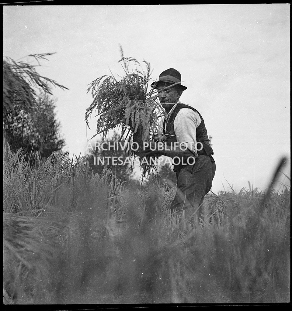 Lavoro in risaia<br>4562