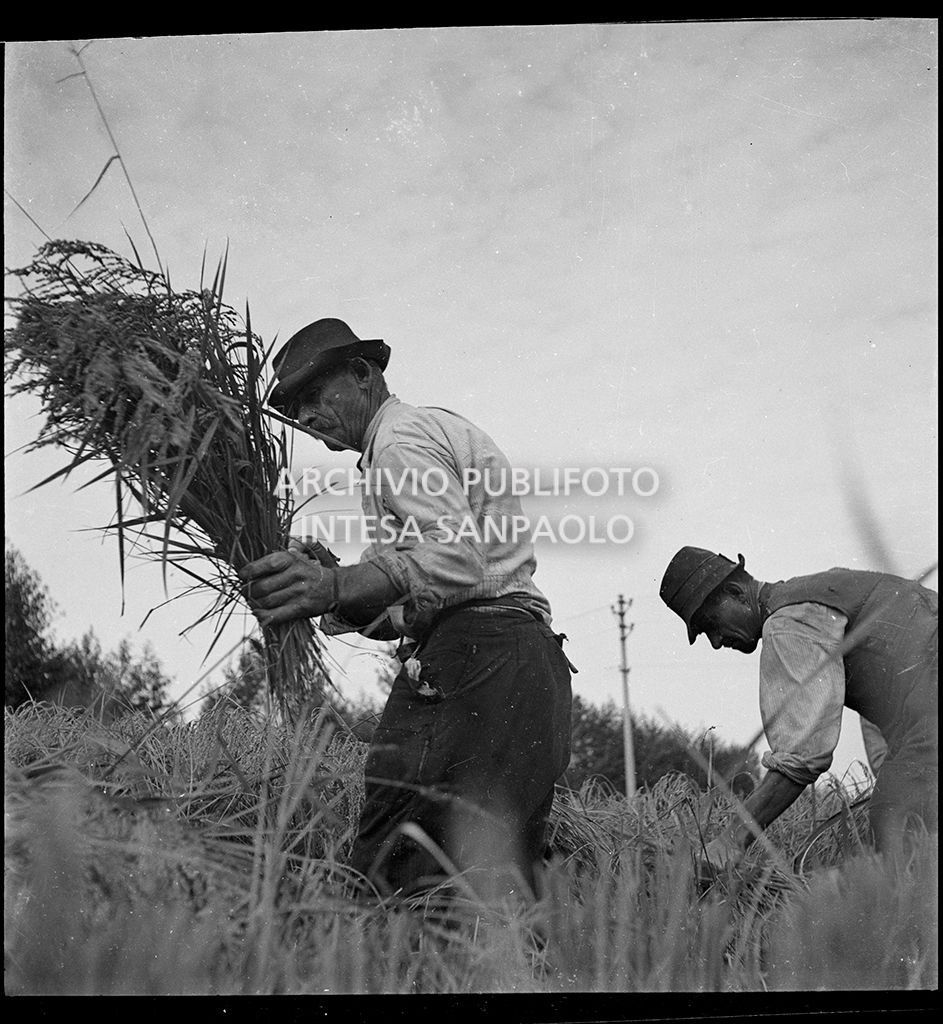 Lavoro in risaia<br>4563