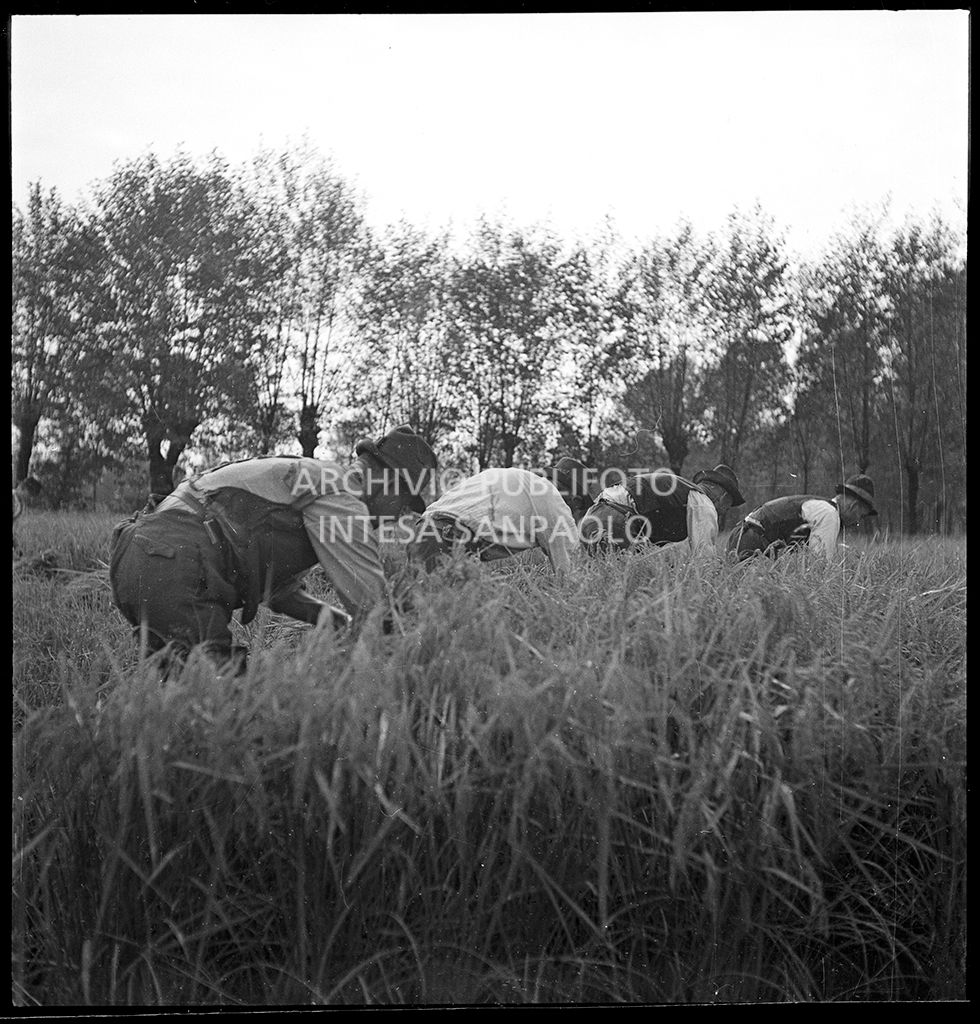 Lavoro in risaia<br>4564