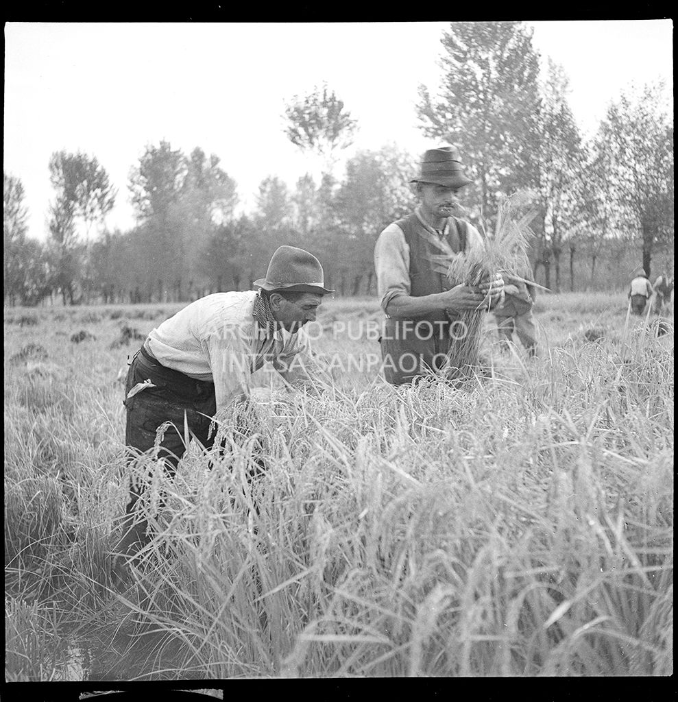 Lavoro in risaia<br>4565