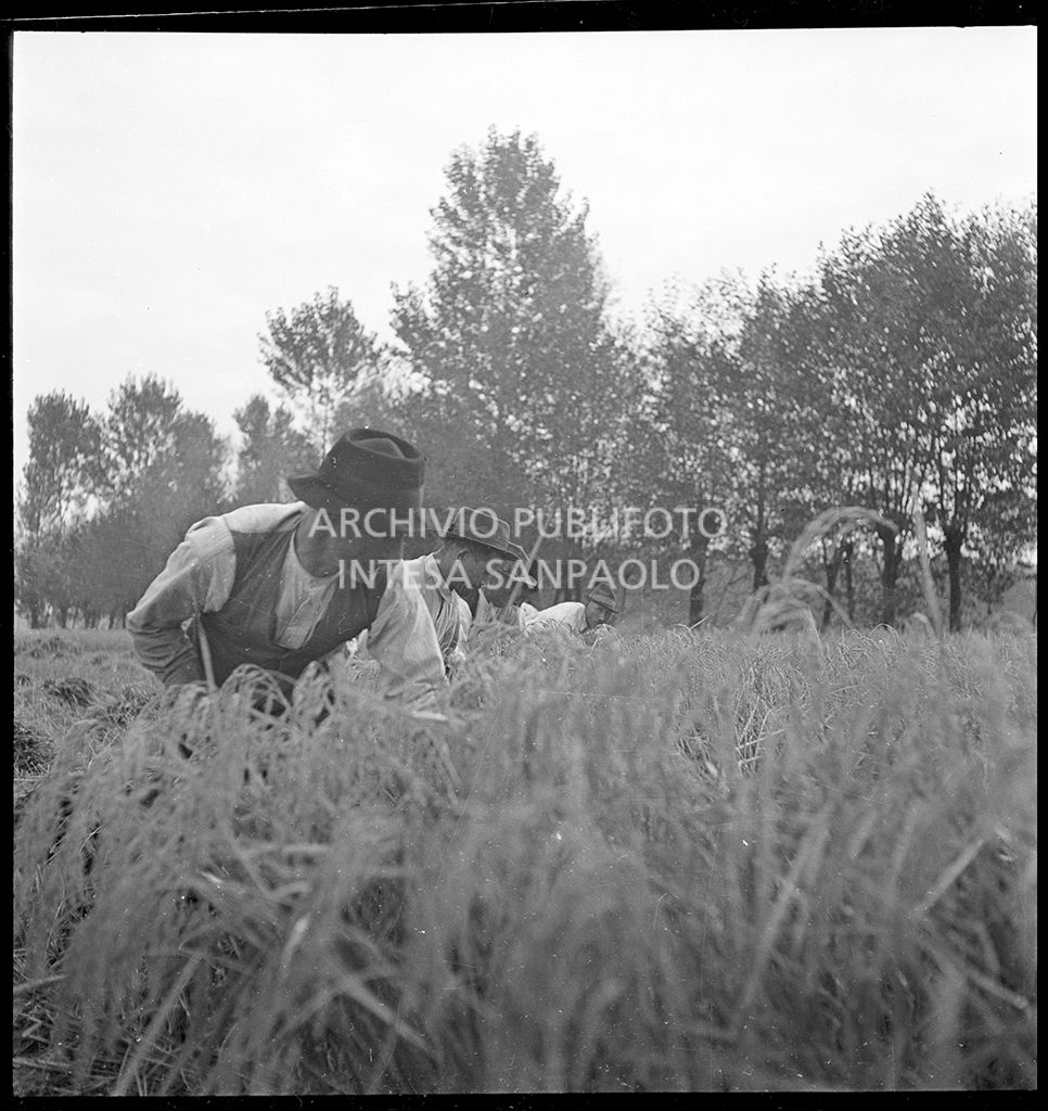 Lavoro in risaia<br>4567