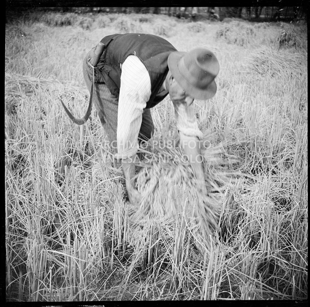 Lavoro in risaia<br>4568