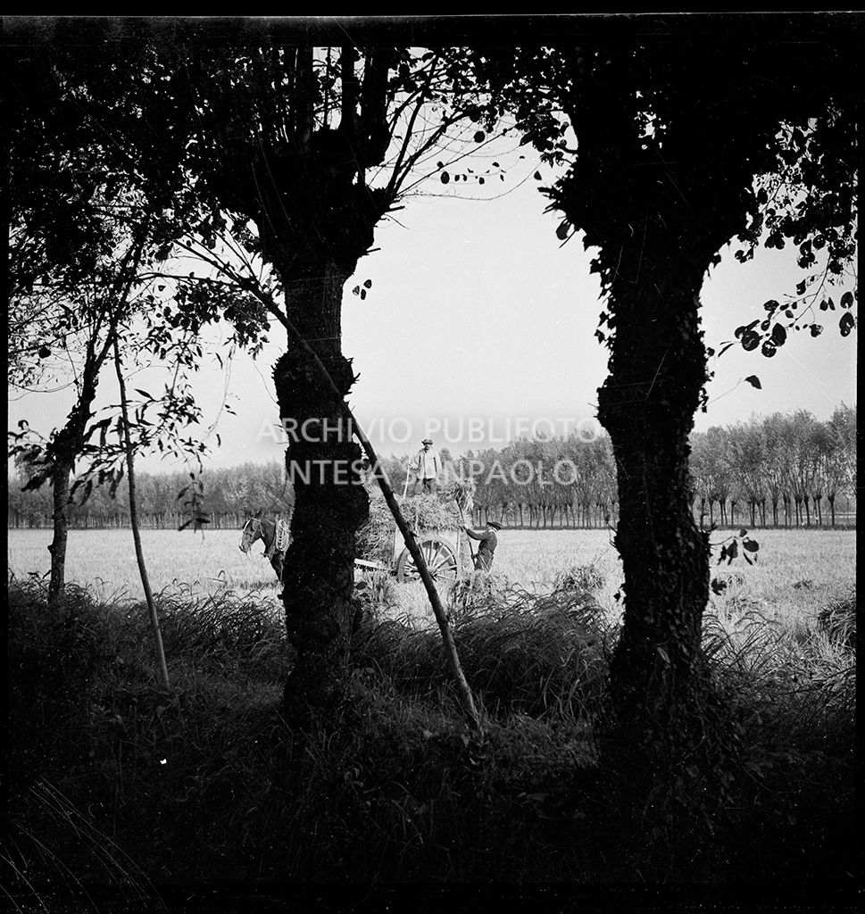 Lavoro in risaia<br>4569