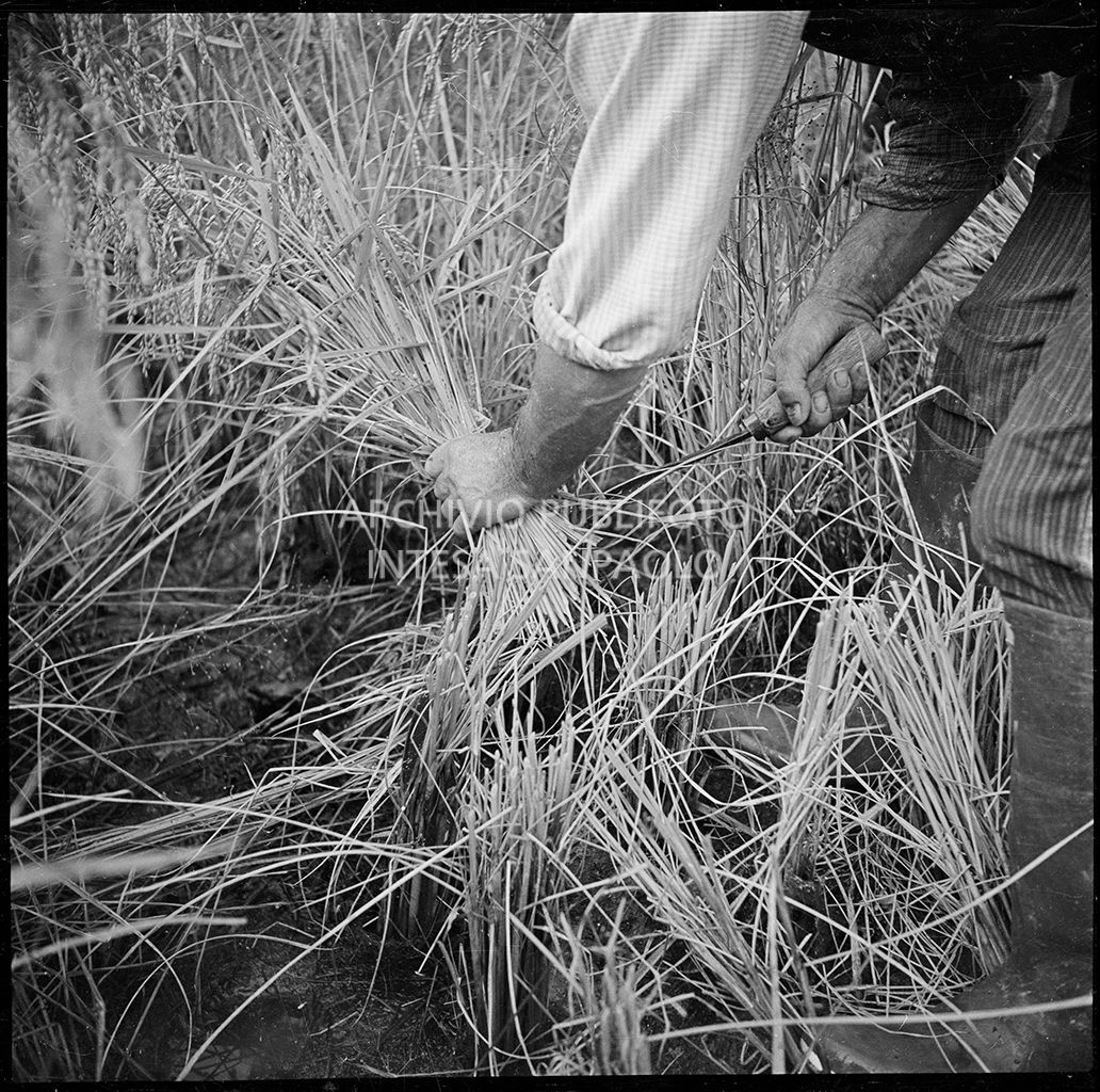 Lavoro in risaia<br>4570