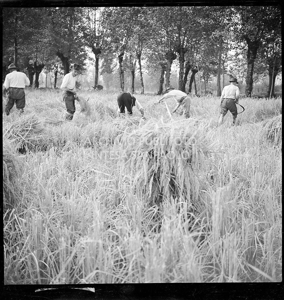 Lavoro in risaia<br>4571