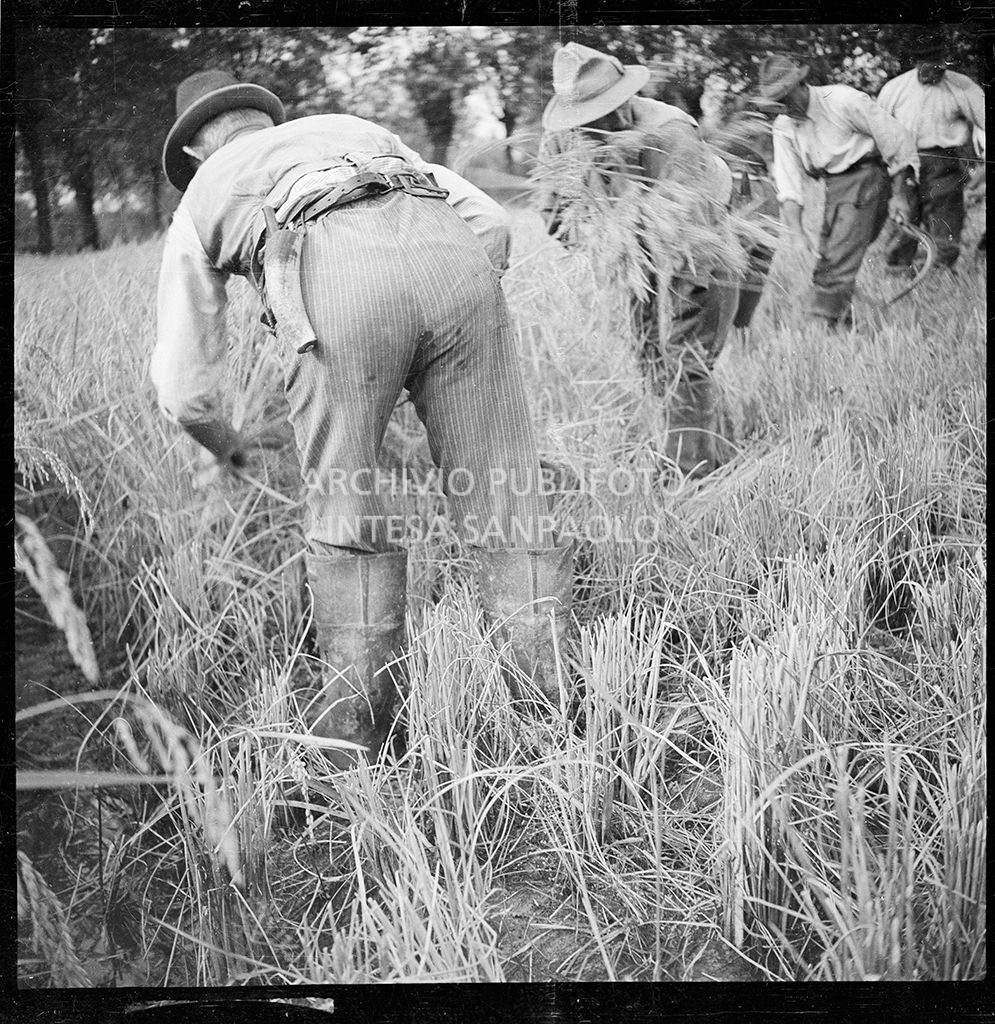 Lavoro in risaia<br>4573