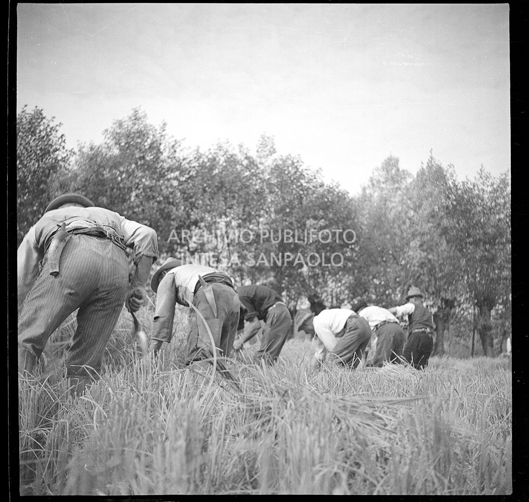 Lavoro in risaia<br>4574
