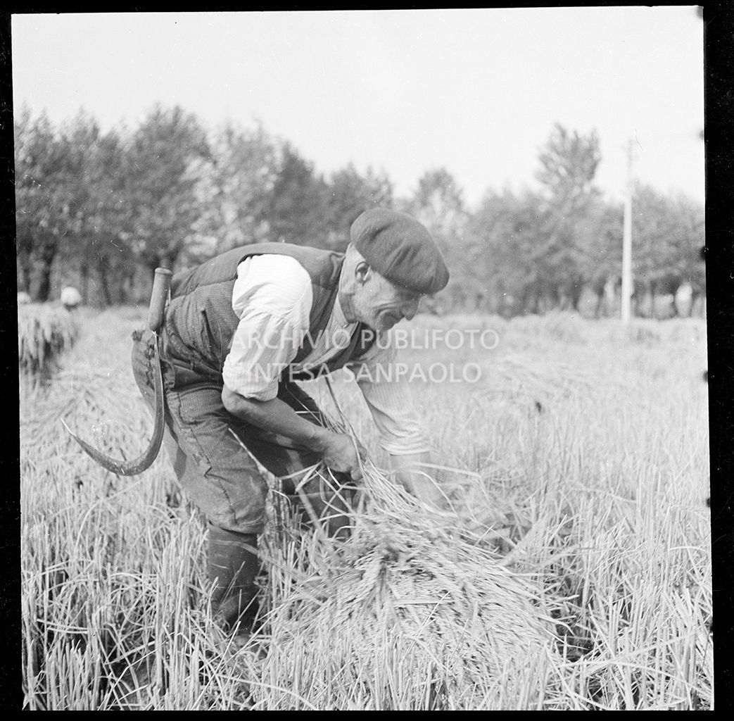 Lavoro in risaia<br>4575