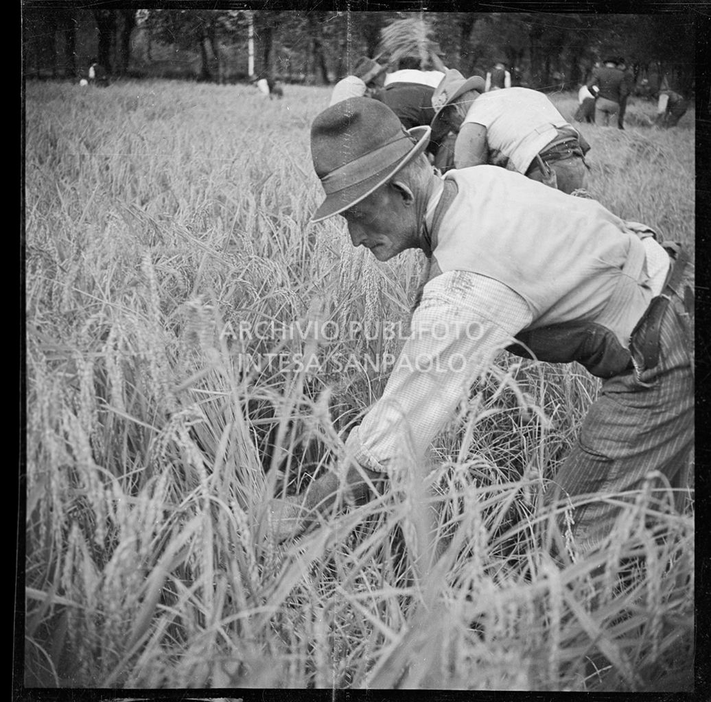 Lavoro in risaia<br>4576