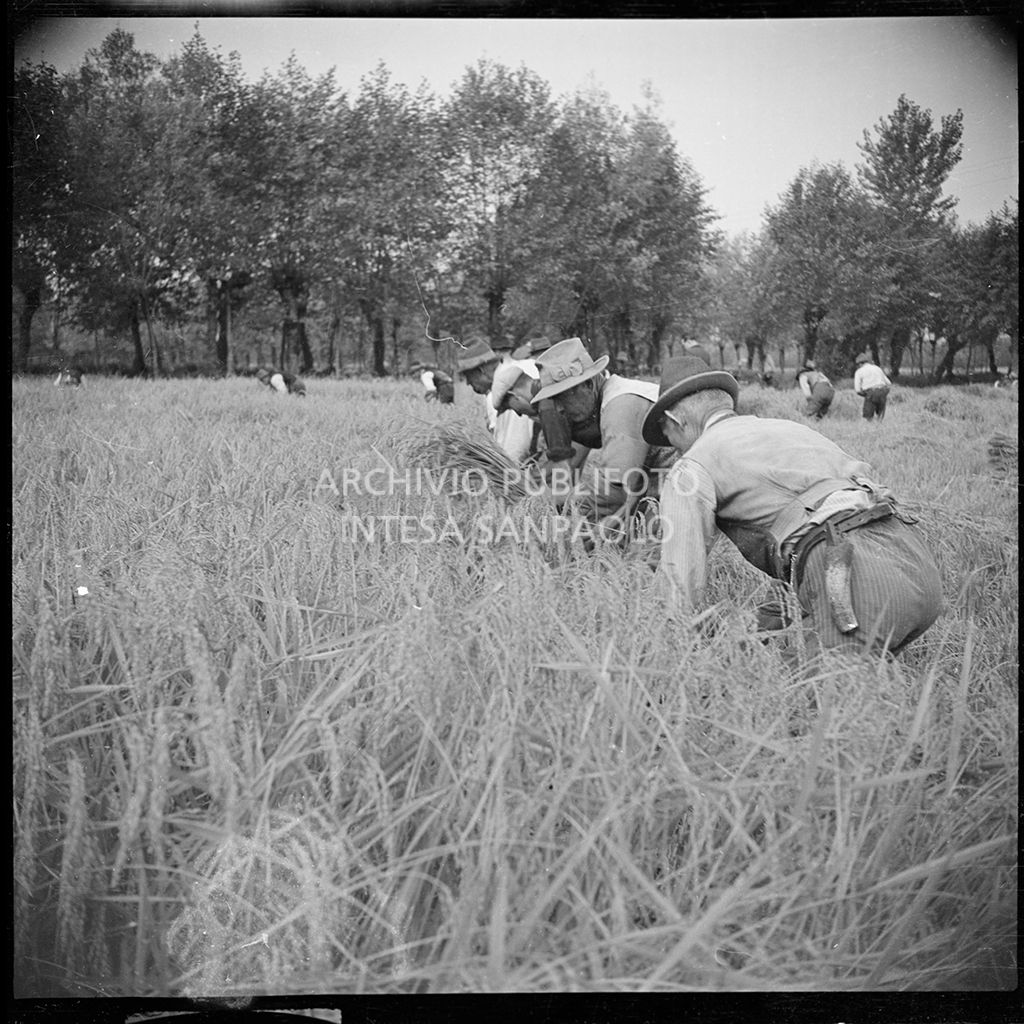 Lavoro in risaia<br>4577