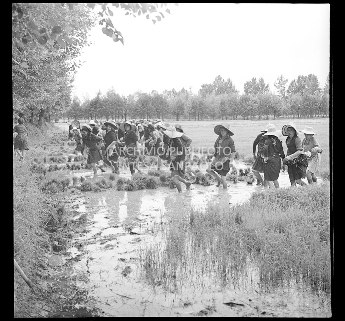 Mondine al lavoro in risaia<br>4580
