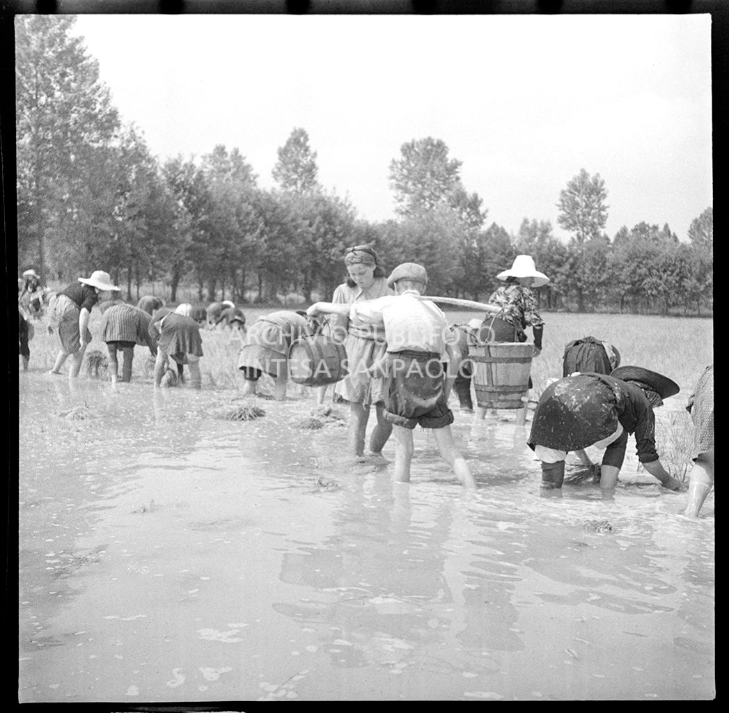 Mondine al lavoro in risaia<br>4581