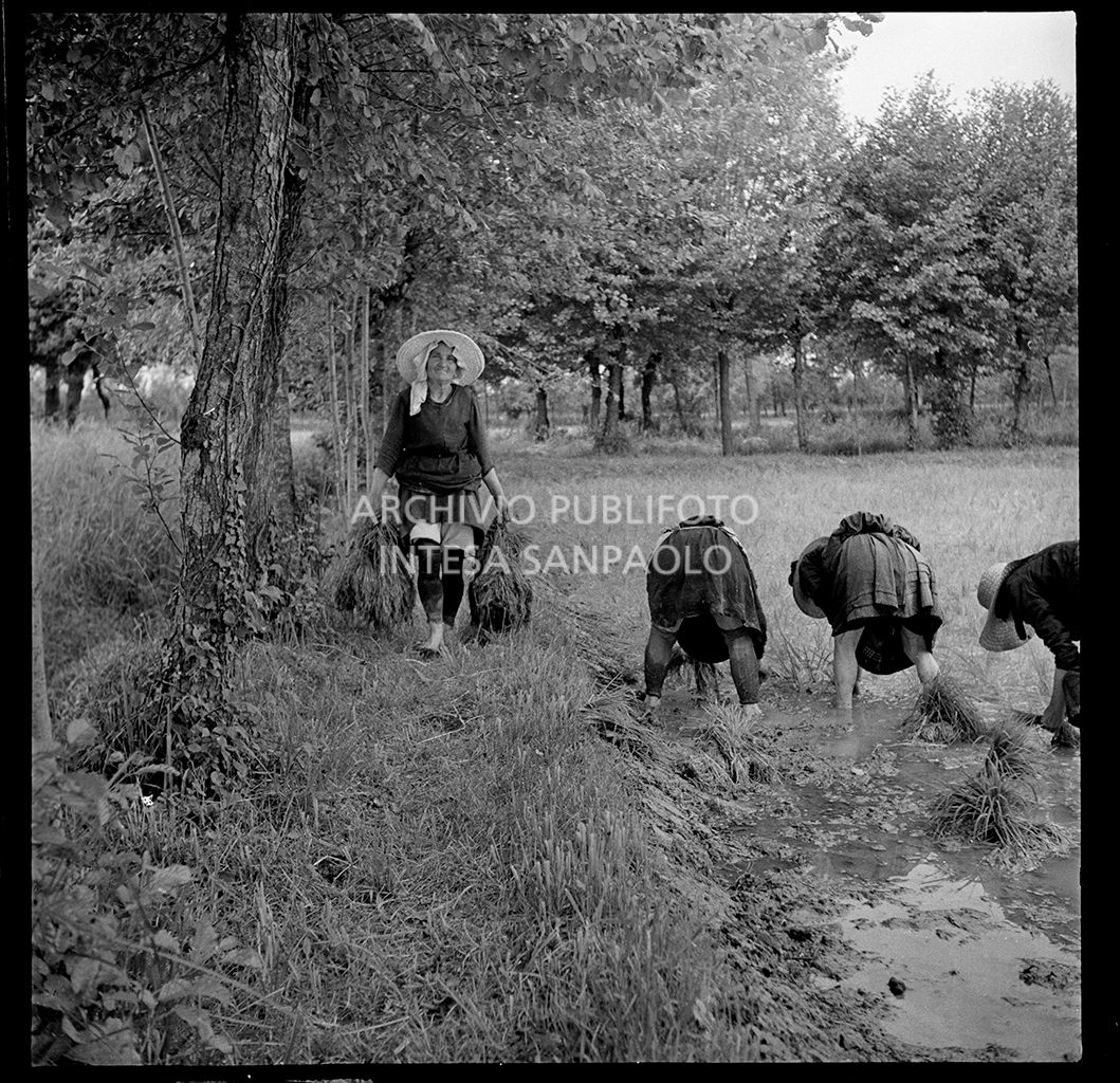 Mondine al lavoro in risaia<br>4583