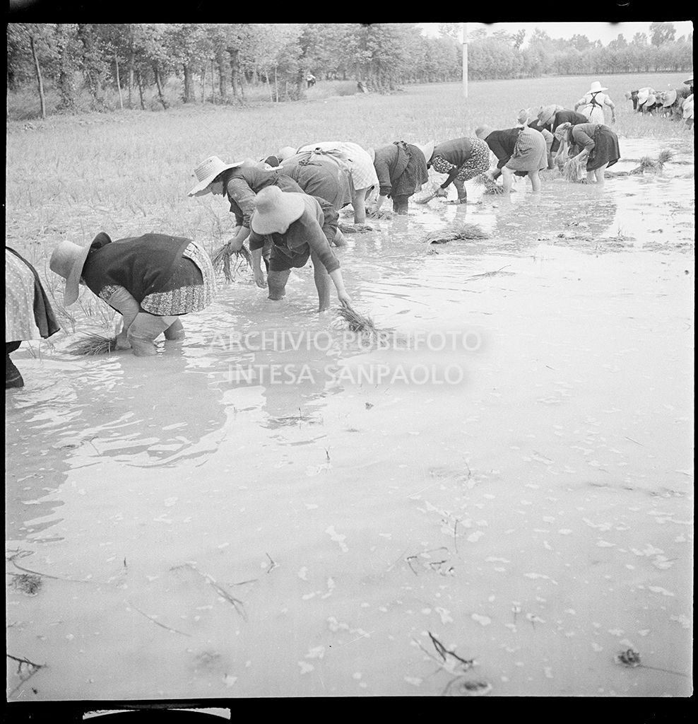 Mondine al lavoro in risaia<br>4590