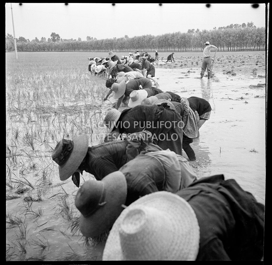 Mondine al lavoro in risaia<br>4591