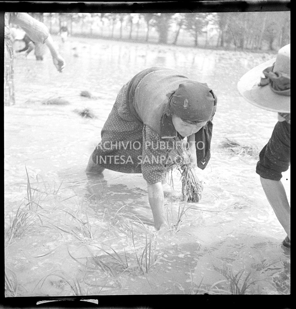 Mondine al lavoro in risaia<br>4592