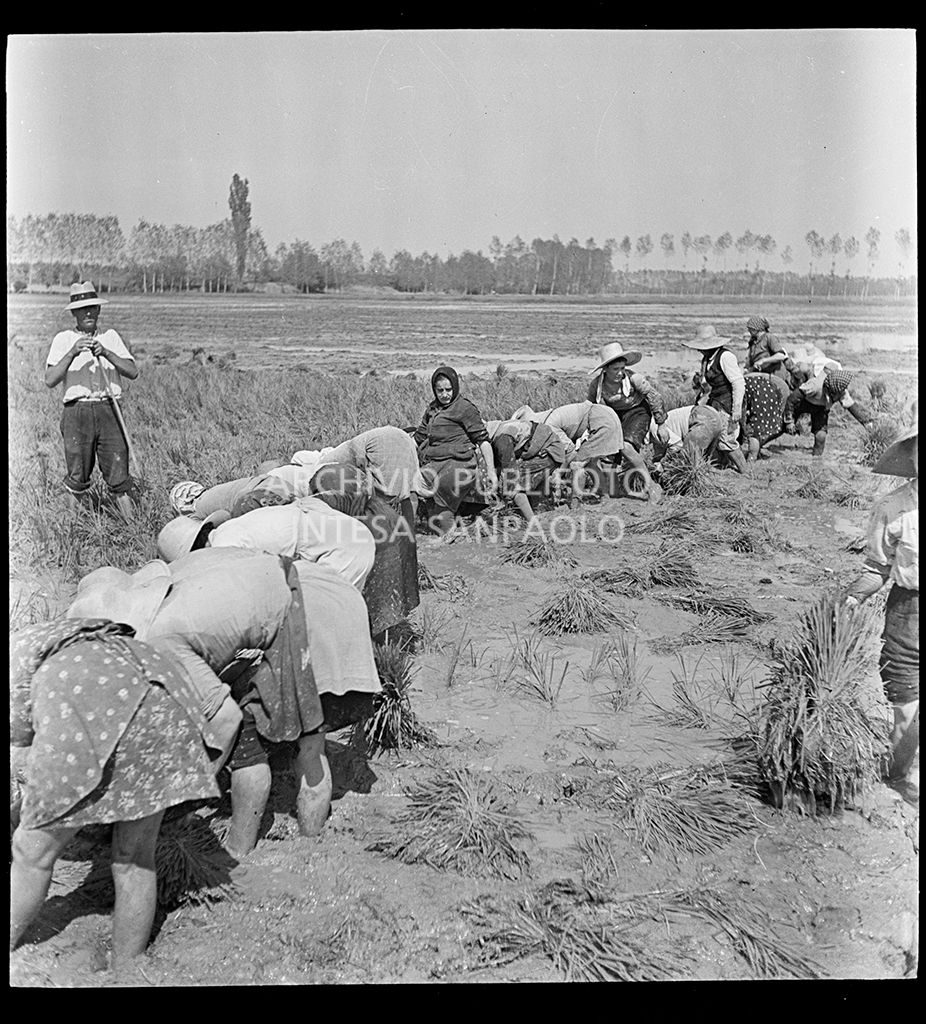 Mondina al lavoro in risaia sotto lo sguardo del fattore<br>4596
