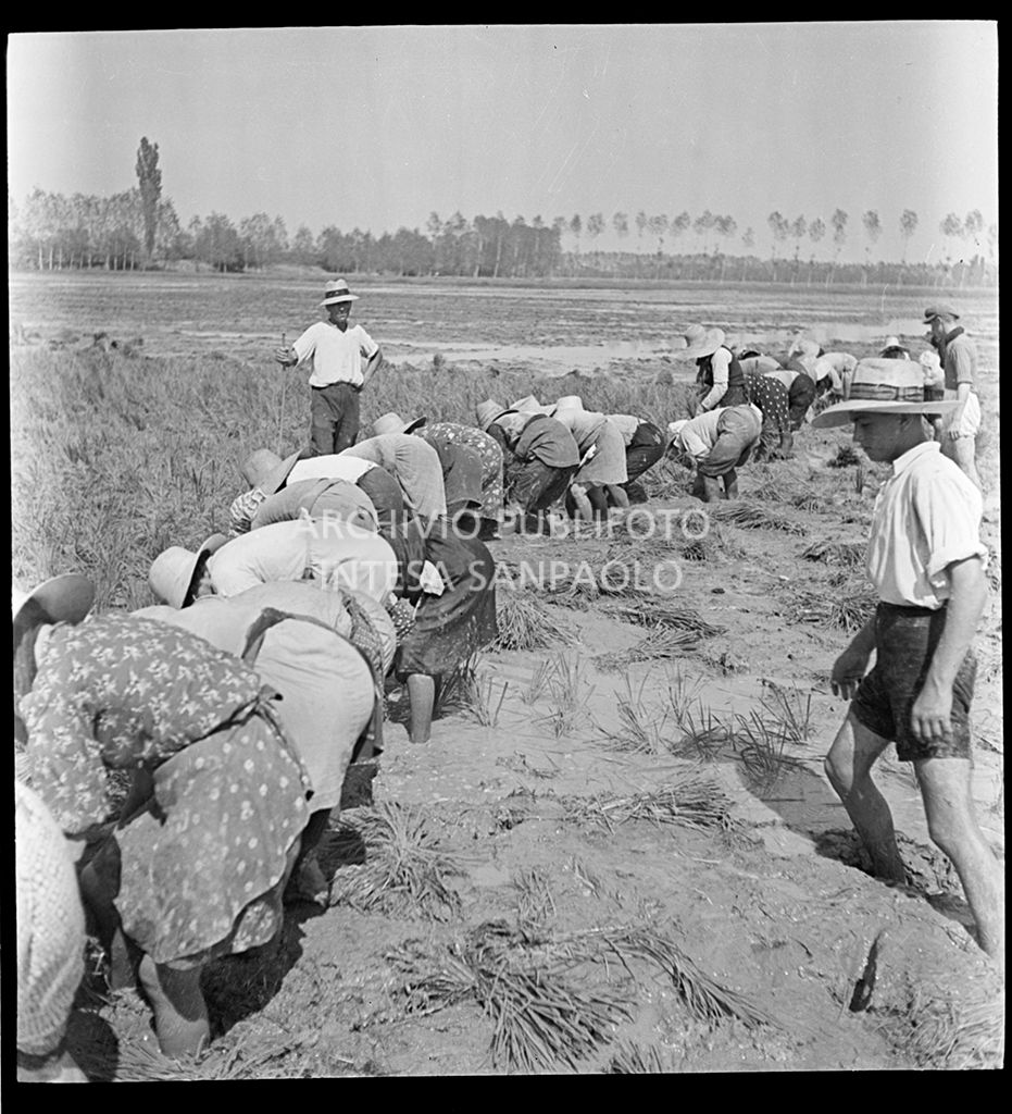 Mondina al lavoro in risaia sotto lo sguardo del fattore<br>4597