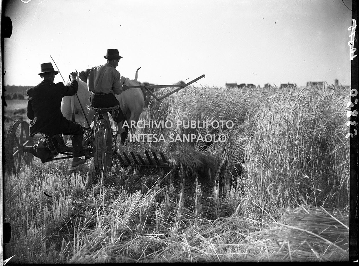 Grano. Varietà di spighe. Mietitura - trebbiatura