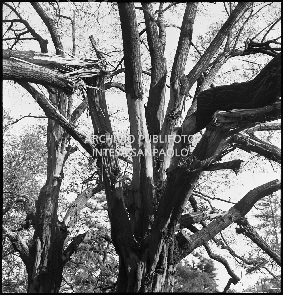 Un albero gravemente danneggiato dai bombardamenti ai Giardini Pubblici