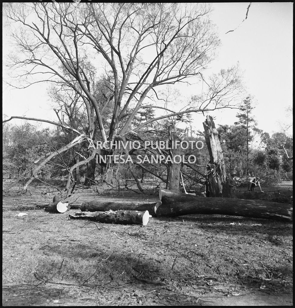 Alberi divelti dai bombardamenti all'interno dei Giardini Pubblici