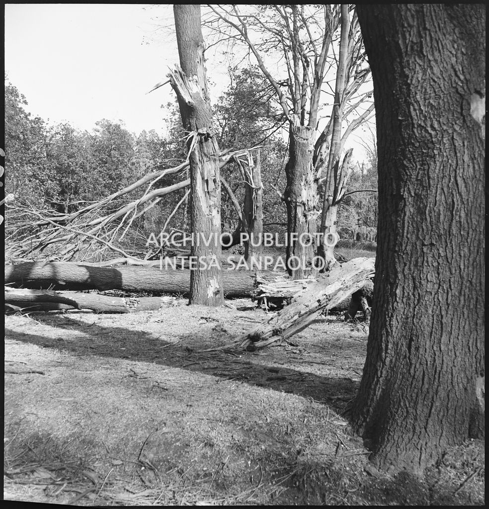 Alberi divelti dai bombardamenti all'interno dei Giardini Pubblici