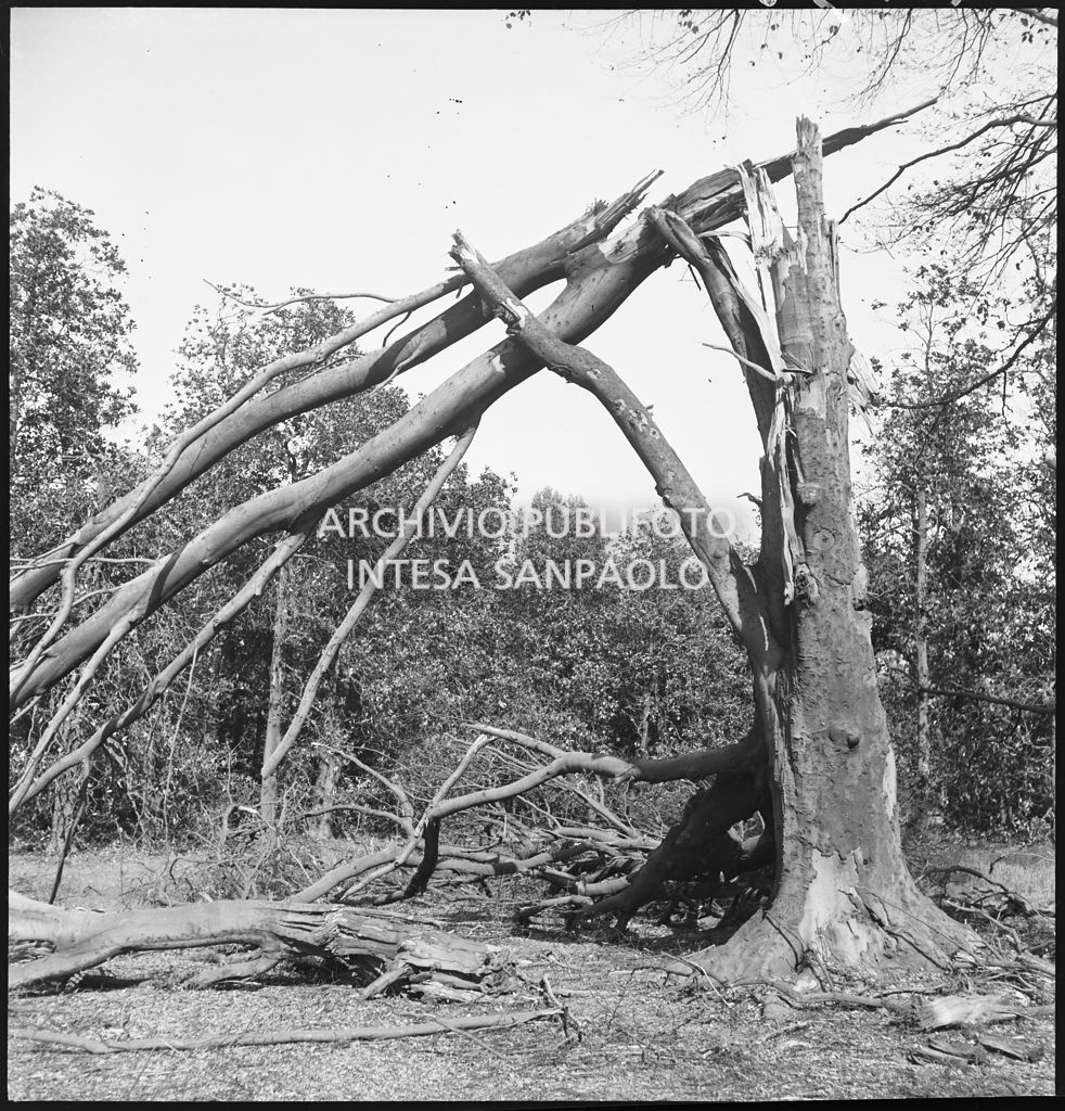 Albero spezzato dai bombardamenti all'interno dei Giardini Pubblici