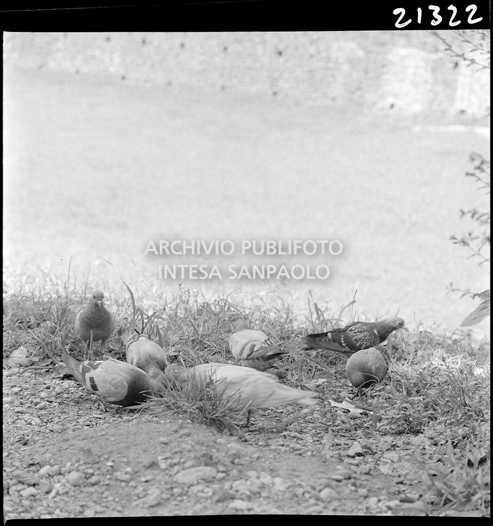 Piccioni nel prato<br>21322