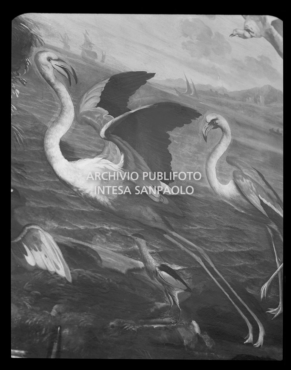 Fenicotteri<br>26937