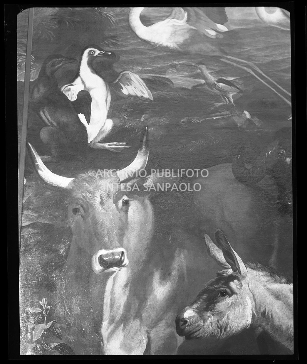 Toro, volatili e muso di asino<br>26941