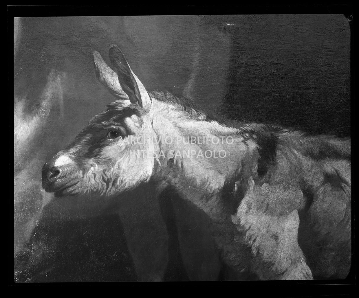 Parte di asino<br>26945