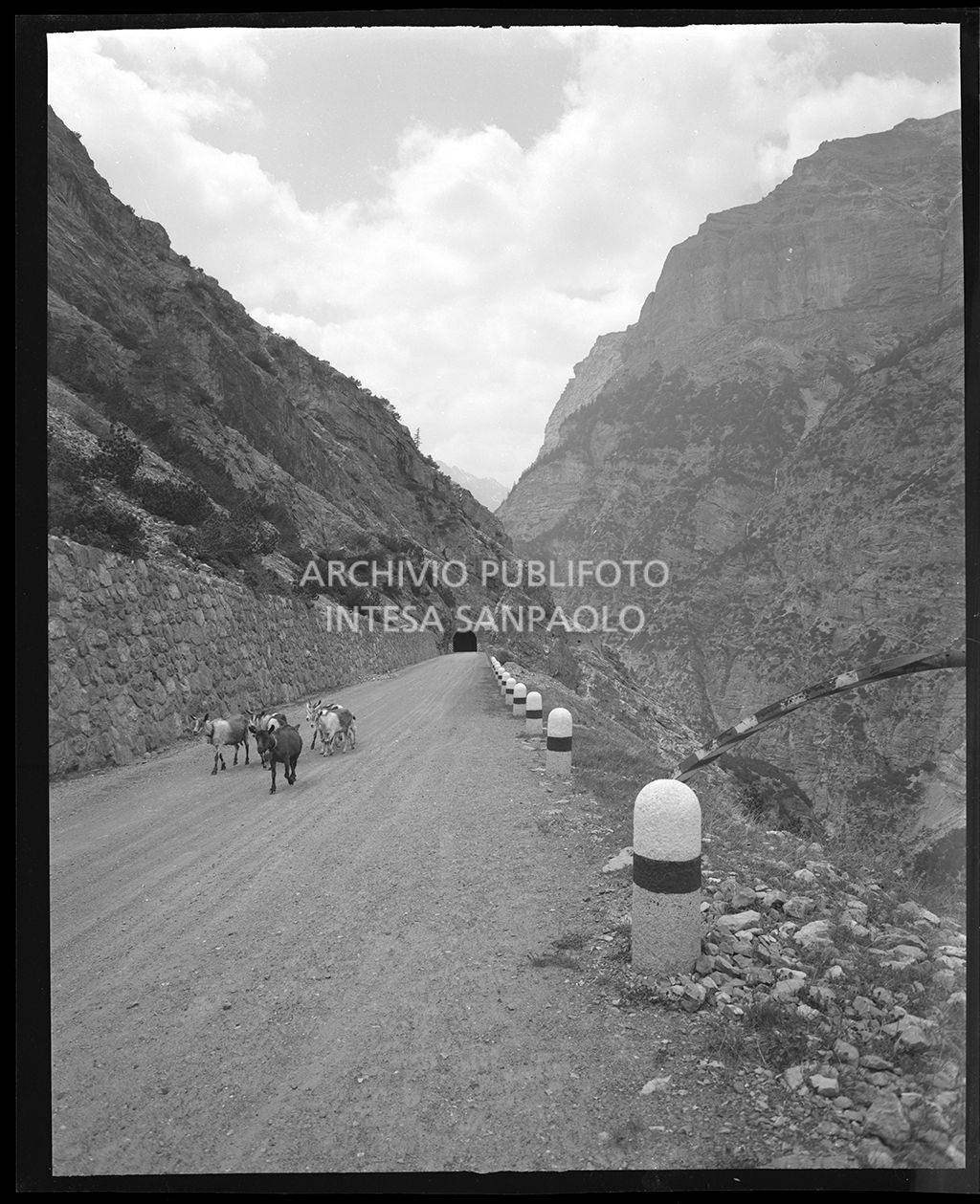 Simile allo scatto 19299, ma in questo caso si vedono solamente le capre che si sono avvicinate all'obiettivo<br>19303