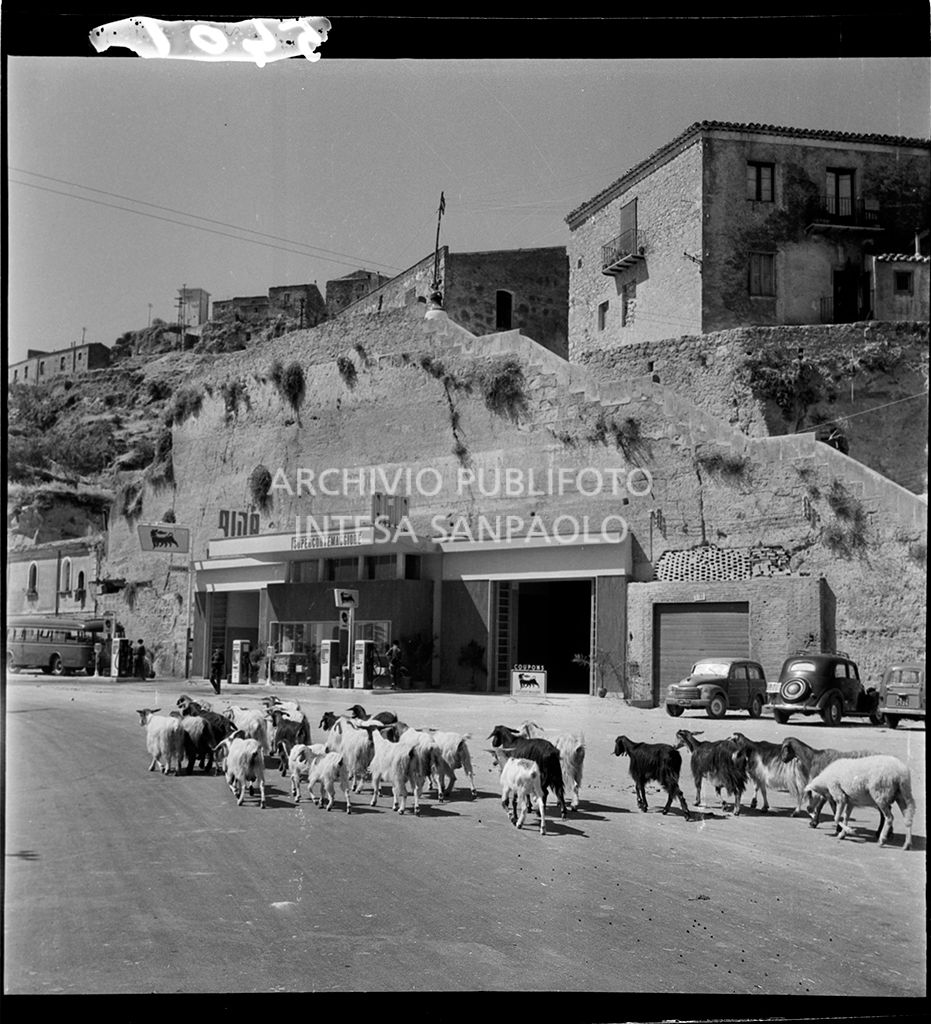 Capre davanti al distributore<br>5501