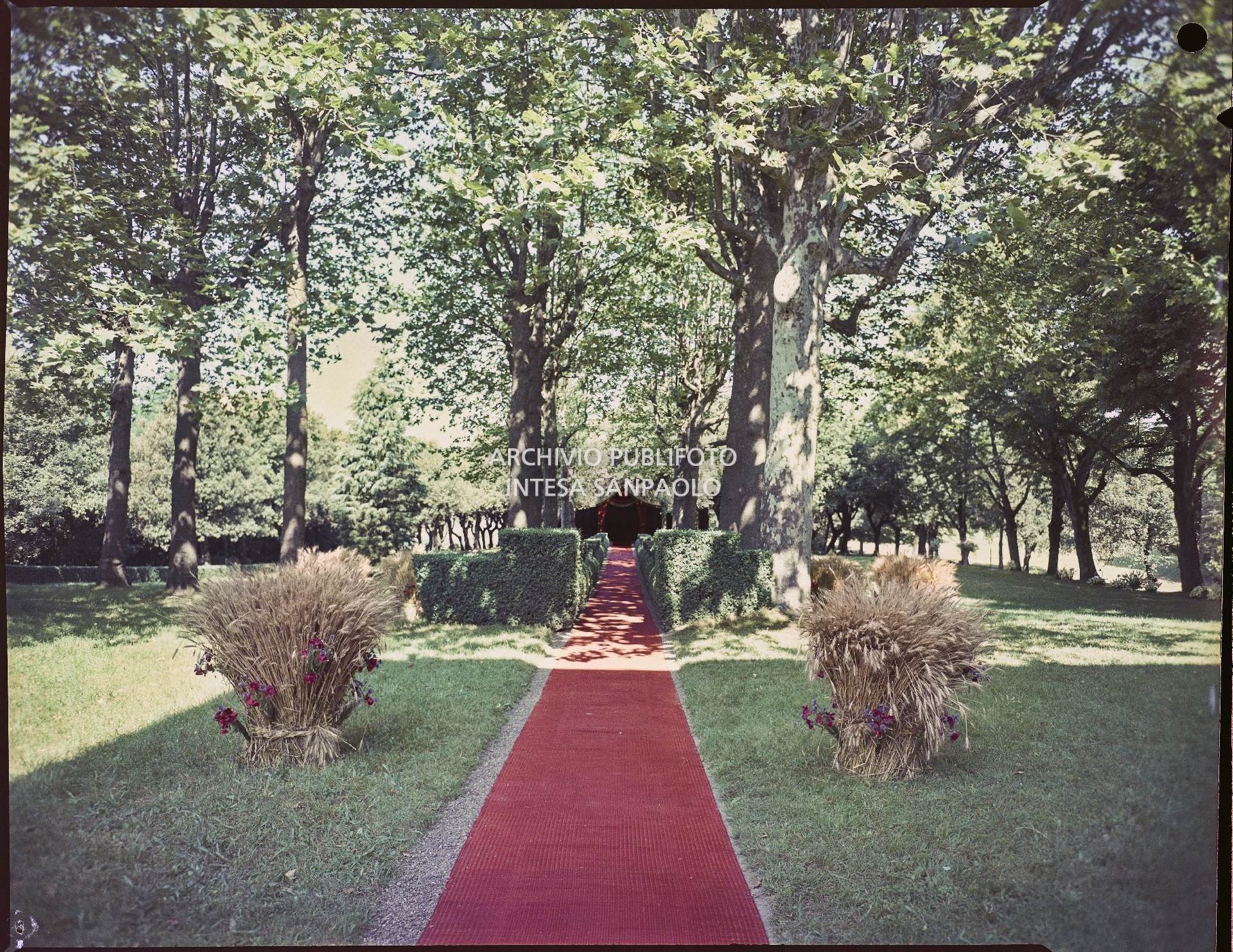 Tappeto rosso steso sul viale che porta alla cappella in giardino dove è stato celebrato il matrimonio tra Umberto Agnelli e Antonella Bechi Piaggio<br>2254