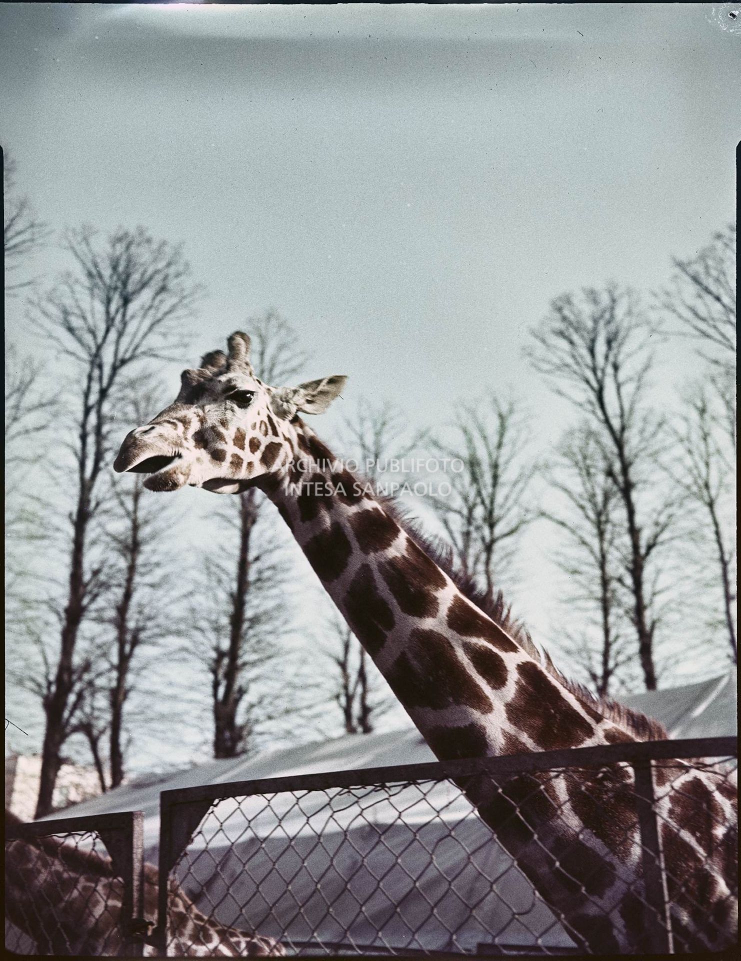 Giraffa dietro ad una recinzione<br>2607