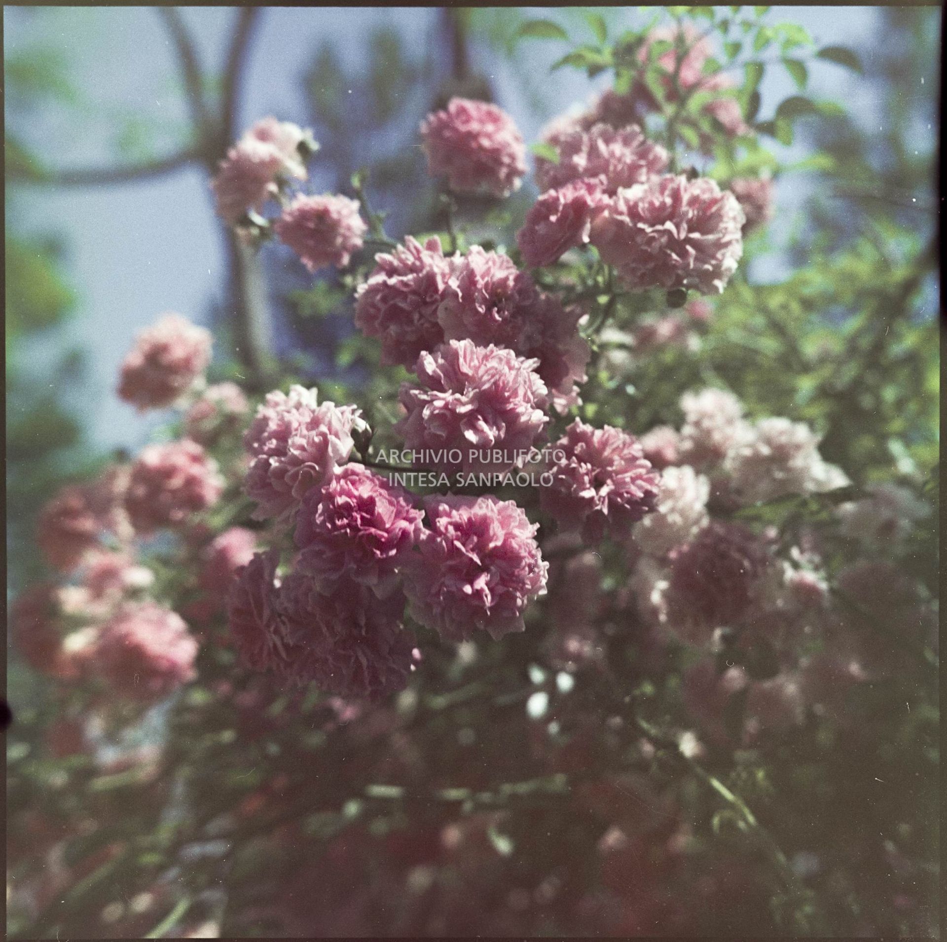 Particolare su alcuni fiori rosa<br>378