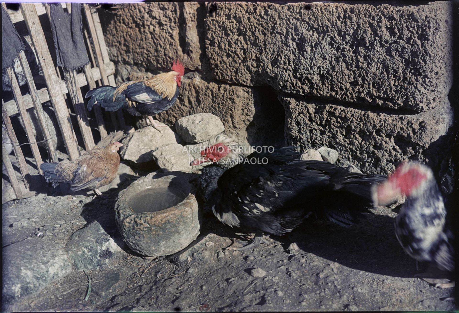 Galline in luogo non identificato<br>395