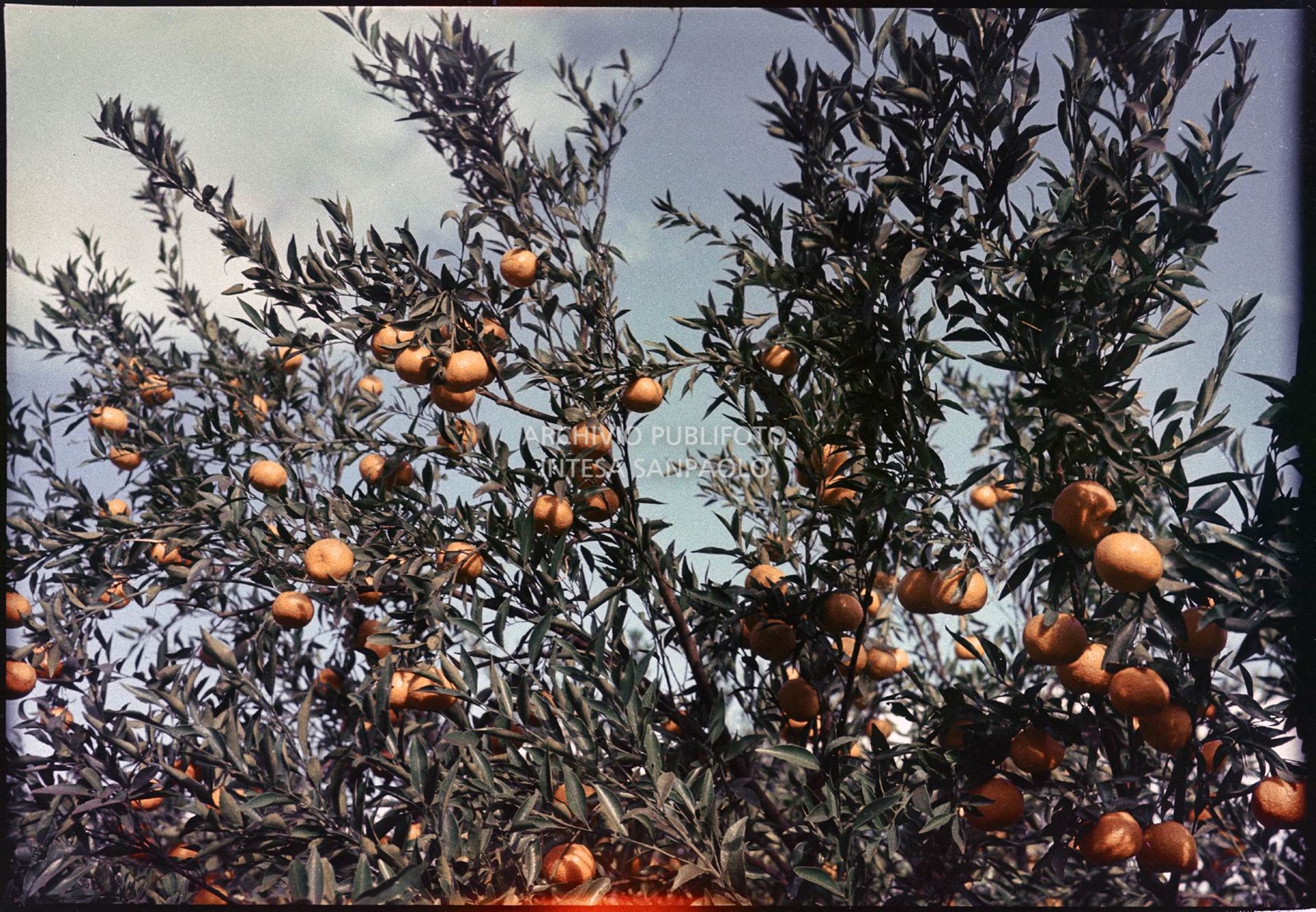 Rami di arancio con frutti<br>410