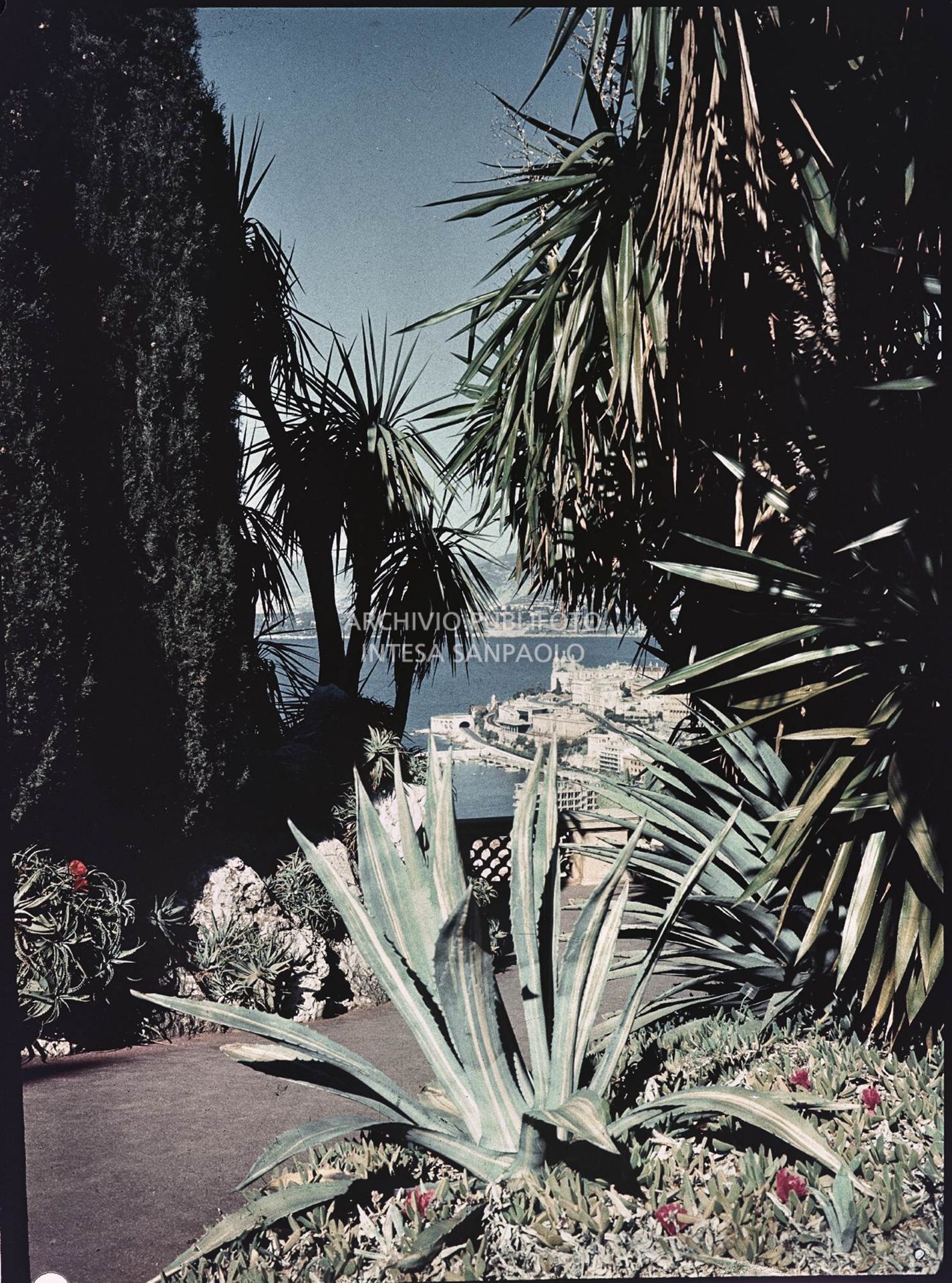 Vegetazione con il mare di Monte Carlo sullo sfondo<br>5932