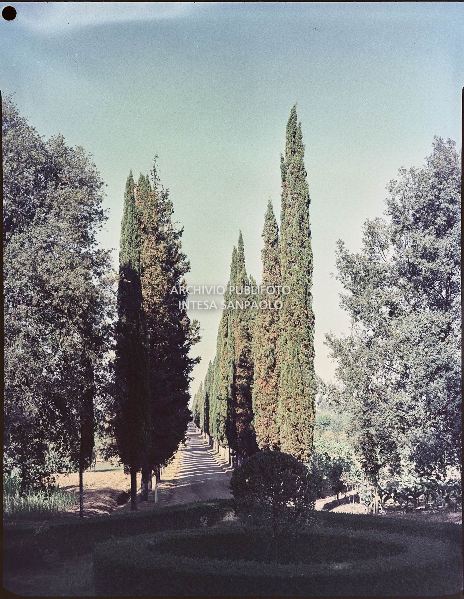 Veduta del viale alberato che conduce alla villa<br>819