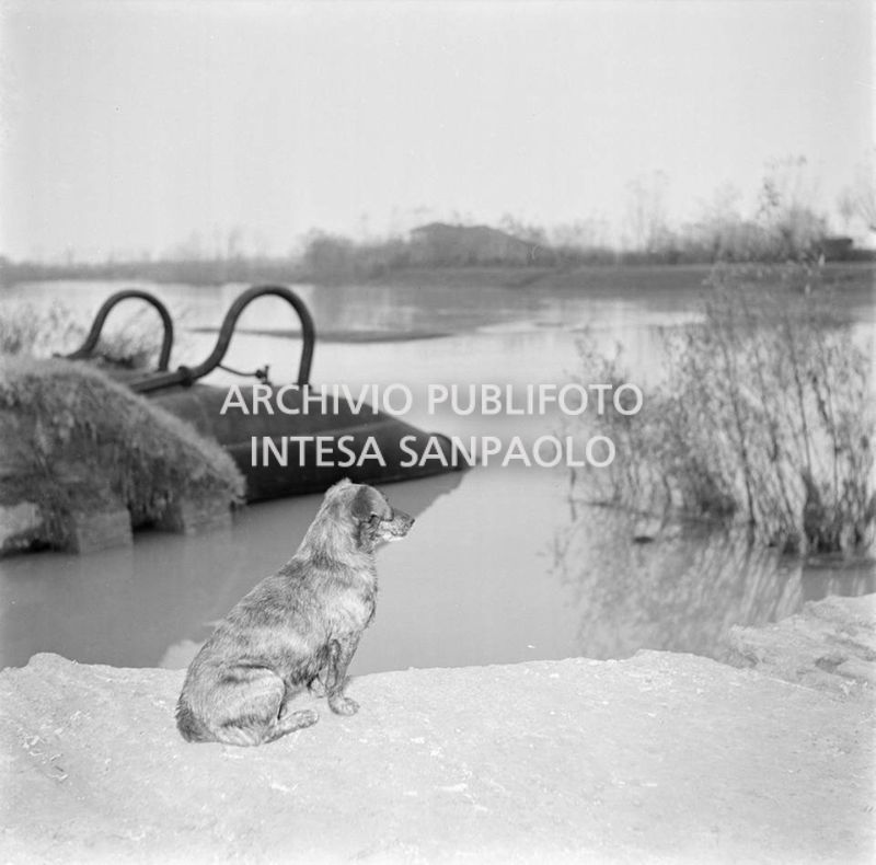 Un cane osserva il paesaggio alluvionato del Polesine<br>113977