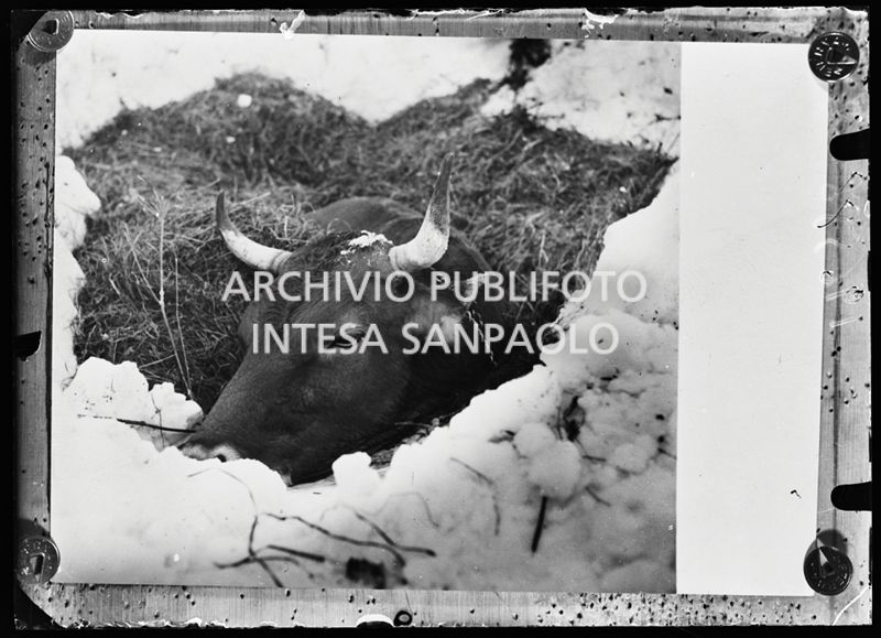 Una mucca incastrata nella neve dopo una valanga<br>196588
