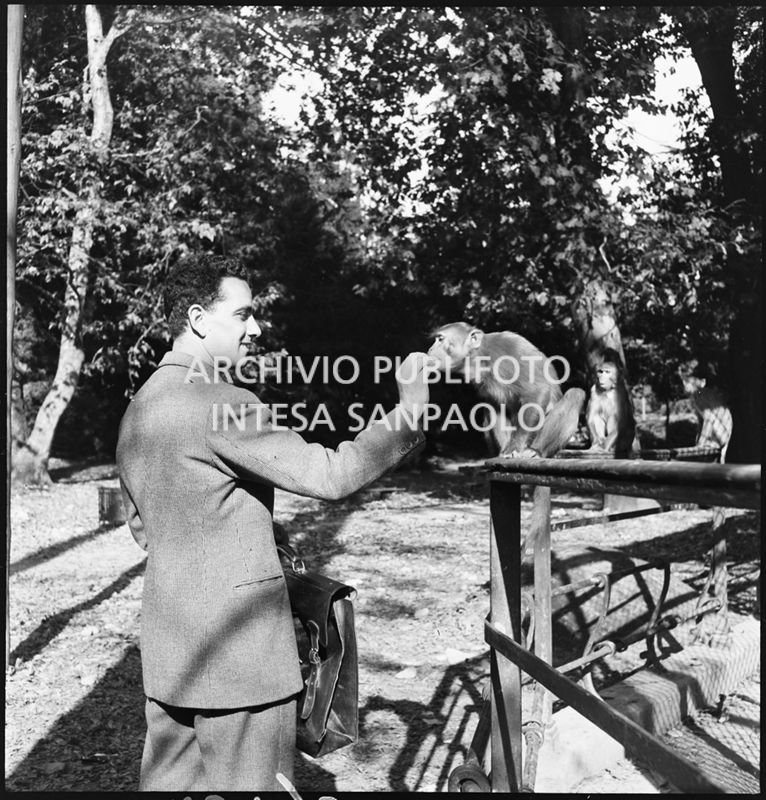 Scimmie in libertà allo Zoo di Milano, all'interno dei Giardini Pubblici, nei giorni dei bombardamenti della città