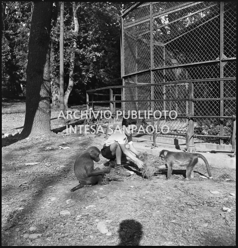 Scimmie in libertà allo Zoo di Milano, all'interno dei Giardini Pubblici, nei giorni dei bombardamenti della città